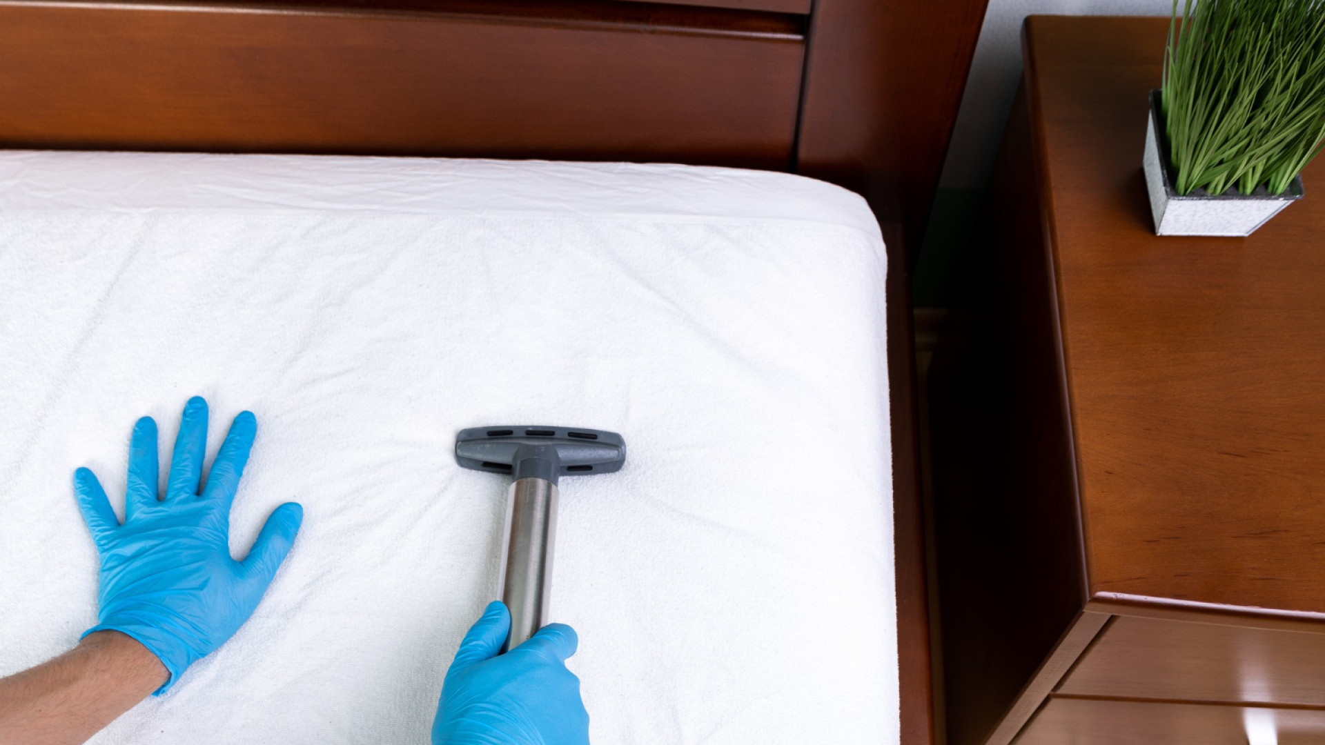 Punaises de lit : comment gérer une infestation dans un logement loué ?